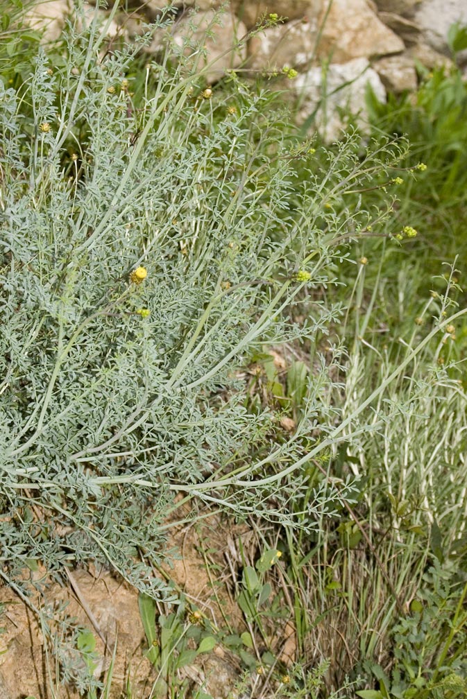 Ruta angustifolia / Ruta a foglie strette